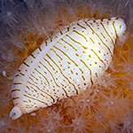 Xandarovula patula